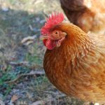 Argentina has successfully reopened its poultry products market to the United Kingdom.