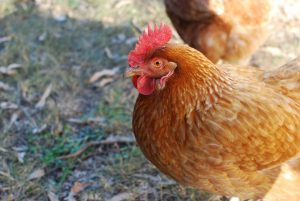 Argentina has successfully reopened its poultry products market to the United Kingdom.