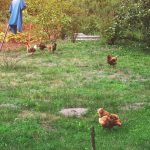 Village in Norfolk Grapples with Flock of 100 Feral Chickens
