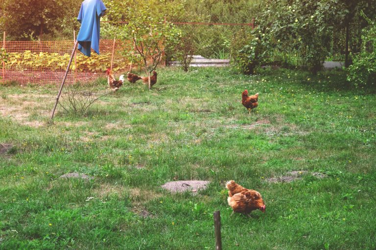 Village in Norfolk Grapples with Flock of 100 Feral Chickens